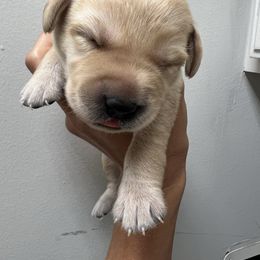 Male Pick Number 8 - Yellow male Labrador Retriever puppy in Husser, Louisiana from Kristen