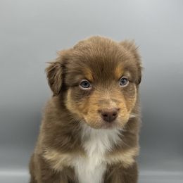 Australian Shepherd Puppies from Cedar Creek Aussies