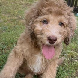 Golden Aussiedoodle and Goldendoodle Puppies from Law Doodles of SC