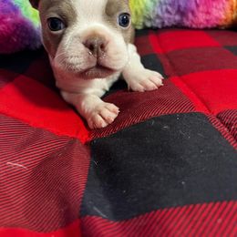 Boston Terrier Puppies from Heather's Boston Babies