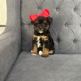 Cupcake - Brown female Schnoodle puppy in Quitman, Texas from Wright Doodles