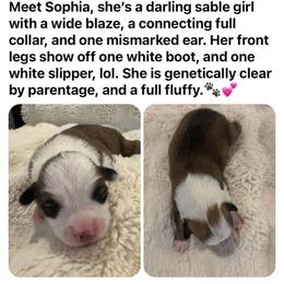 Sophia - Sable female Pembroke Welsh Corgi puppy in Cashion, Oklahoma from Shabby Chic Corgis