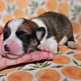 Boy 1 - White and red Pembroke Welsh Corgi puppy in Cypress, Texas from Boba Tea Corgis