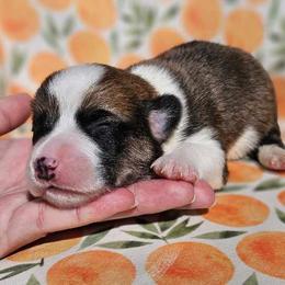 Boy 1 - White and red Pembroke Welsh Corgi puppy in Cypress, Texas from Boba Tea Corgis