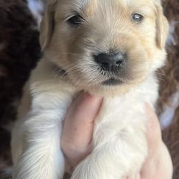 Purple female - Golden female Golden Retriever puppy in Jesup, Georgia from Painted Platinum Retrievers (Painted Platinum Kennel) PPK