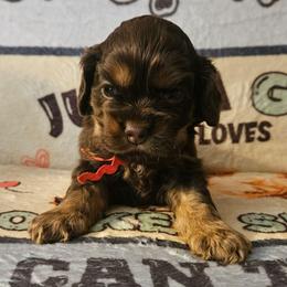 Winton - Brown and tan male Cocker Spaniel puppy in Bonneville County, Idaho from Dream Catcher Cockers