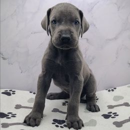 Atlas - Blue male Great Dane puppy in Kannapolis, North Carolina from Carolina Great Danes & Toy Poodles