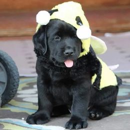 Labrador Retriever Puppies from High Roller Labradors