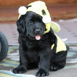 Labrador Retriever Puppies from High Roller Labradors