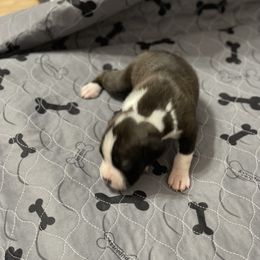 Boxer Puppies from Caprock Boxers