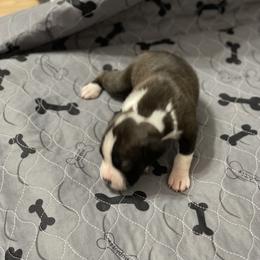 Boxer Puppies from Caprock Boxers