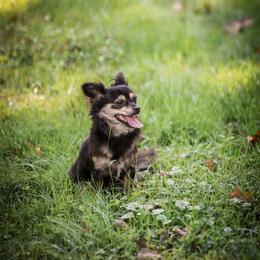 Jwoww - Chihuahua