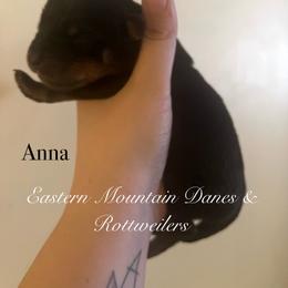 Anna - Black and mahogany female Rottweiler puppy in Hermon, Maine from Eastern Mountain Danes & Rottweilers