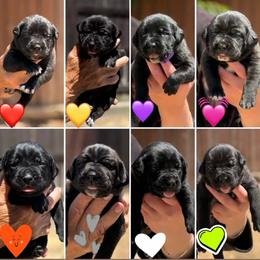 Girl 1 - Black female Cane Corso puppy in San Francisco, California from Solo Uno Cane Corso