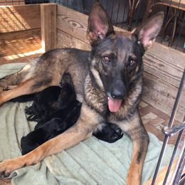 German Shepherd Puppies from Hundes Des Waldes Working dogs