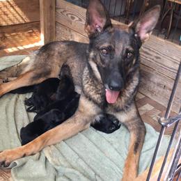 German Shepherd Puppies from Hundes Des Waldes Working dogs