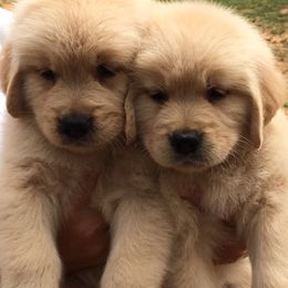 Golden Retriever Puppies from Graceful Golden Retrievers