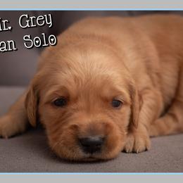 Han Solo - Dark golden male Golden Retriever puppy in Driggs, Idaho from SK Golden Retrievers