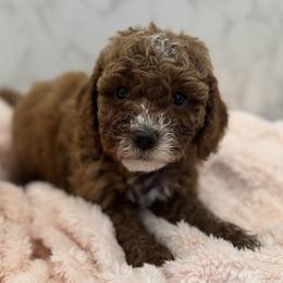Minnie - Red  female Goldendoodle puppy in Kansas City, Kansas from Bella & Ivy’s Mini Goldendoodles of KC