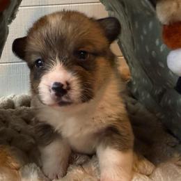 Zinnia - Red and white female American Corgi puppy in Scottown, Ohio from Wyndy Ridge Corgis