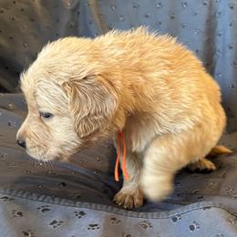 Mr. Orange - Golden male Golden Retriever puppy in Brentwood, California from Golden M Family Farms