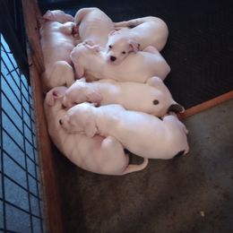 American Bulldog Puppies from Slayton's American Bulldogs