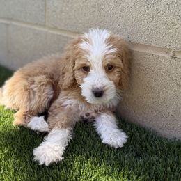 Velma - Red  female Goldendoodle puppy in Warsaw, Ohio from Lovabledoodles