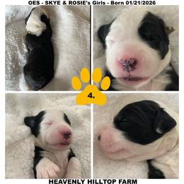 Goldendoodle, Old English Sheepdog, Poodle, and Sheepadoodle Puppies from Heavenly Hilltop Farm