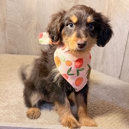 Willow (reduced) - Red phantom female Aussiedoodle puppy in Valdosta, Georgia from Designer Doodles of South GA