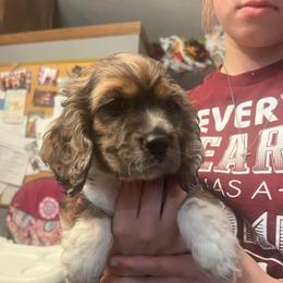 Drake - Silver male Cockapoo puppy in Wellington, Kansas from Brian’s Puppies