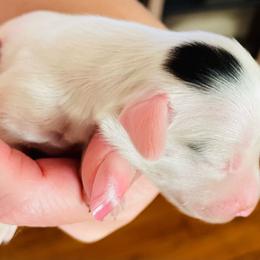 Lolly - Piebald female Dachshund puppy in Petersburg, Virginia from Wiggle Waddle Dachshunds