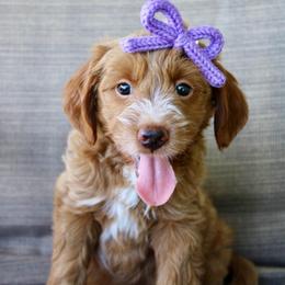 Rosie - Red  female Goldendoodle puppy in Comanche, Texas from Central Texas Doodles, LLC.
