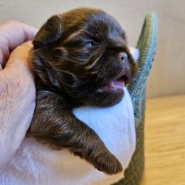 Winky - Brown female Brussels Griffon puppy in Lewiston, Idaho from Rose's Brussels Griffons