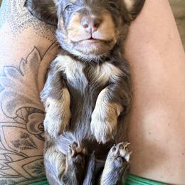 Boy 3 - male Dachshund puppy in Alva, Florida from Salty C's Dachshunds