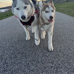 Siberian Husky Puppies from Young Orchard Siberians