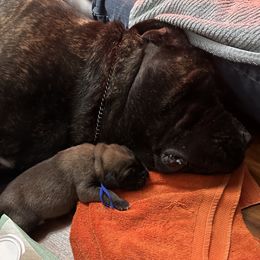 Mastiff Puppies from Halfway Creek Farms