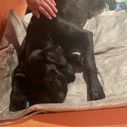 Labrador Retriever Puppies from Dinas Duck Dogs