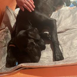 Labrador Retriever Puppies from Dinas Duck Dogs