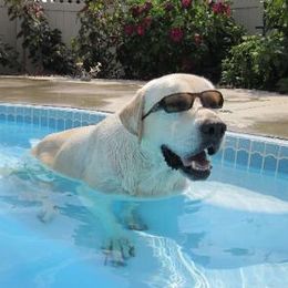 Labrador Retrievers from Amber Run Kennels