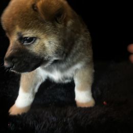 Dachshunds and Shiba Inu from TKO Doxies