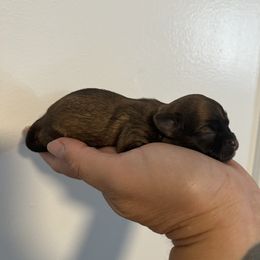 Moro - Chocolate sabled fawn female Chihuahua puppy in Silver Summit, Utah from Snow Peak Kennel
