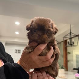 Muffin - Tricolor female Shih Tzu puppy in Riverside, California from It’s a Shih Tzu world