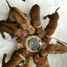 Rhodesian Ridgeback Puppies from Lyonnese Rhodesian Ridgebacks