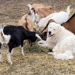 Maremma Sheepdogs from JT Little Critter Farm