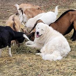 Maremma Sheepdogs from JT Little Critter Farm