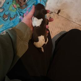 Girl 2 - Liver roan female German Shorthaired Pointer puppy in Greenwood, New York from Fur and Feather Kennels