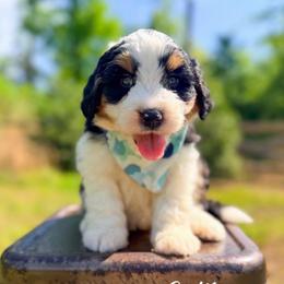 Colter - Black tri-color male Aussiedoodle puppy in Chattanooga, Tennessee from Remedy Ranch Aussiedoodles