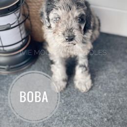 Goldendoodle Puppies from Ivie Mountain Doodles