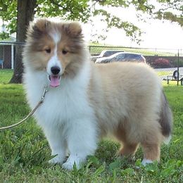 Miles - Shetland Sheepdog