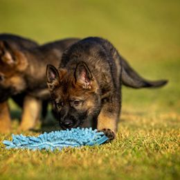 German Shepherd Puppies from Sommerfeld German Shepherds